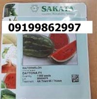 بذر هندوانه ساکاتا اصل در گروه خرید و فروش بذر هندوانه در یکمیوه