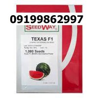 بذر هندوانه تگزاس اصل در اهواز در گروه خرید و فروش بذر هندوانه در یکمیوه