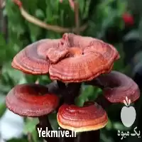 فروش آموزش پرورش قارچ گانودرما در البرز در گروه دوره آموزش کشاورزی در یکمیوه