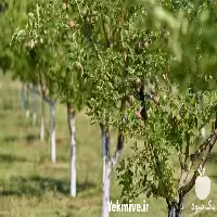 خدمات احداث باغ و باغچه در قم در گروه خدمات باغبانی در یکمیوه