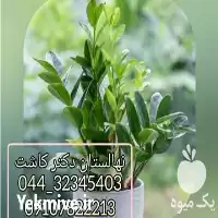 فروش گل زاموفیلیا سبز در گروه خرید و فروش گیاهان زینتی در یکمیوه