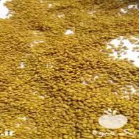 خرید بذر یونجه در ارقام مختلف در سمنان در گروه خرید و فروش بذر یونجه در یکمیوه