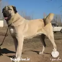 خرید سگ های نگهبان اصیل درشت در تهران در گروه سگ و گربه در یکمیوه