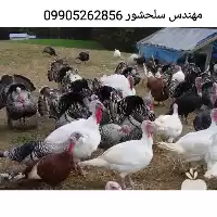 فروش جوجه بوقلمون بومی در گلستان در گروه مرغ و خروس و بوقلمون و اردک قو قاز در یکمیوه