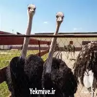 آموزش تخصصی پرورش شتر مرغ در تهران در گروه دوره آموزش کشاورزی در یکمیوه