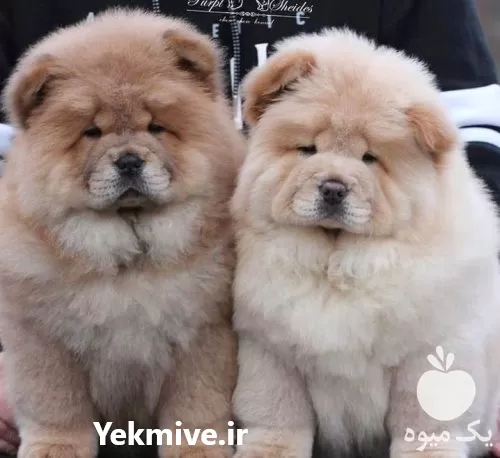 خرید سگ چاوچاو اصیل توله سگ در تهران در گروه سگ و گربه در یکمیوه -عکس1