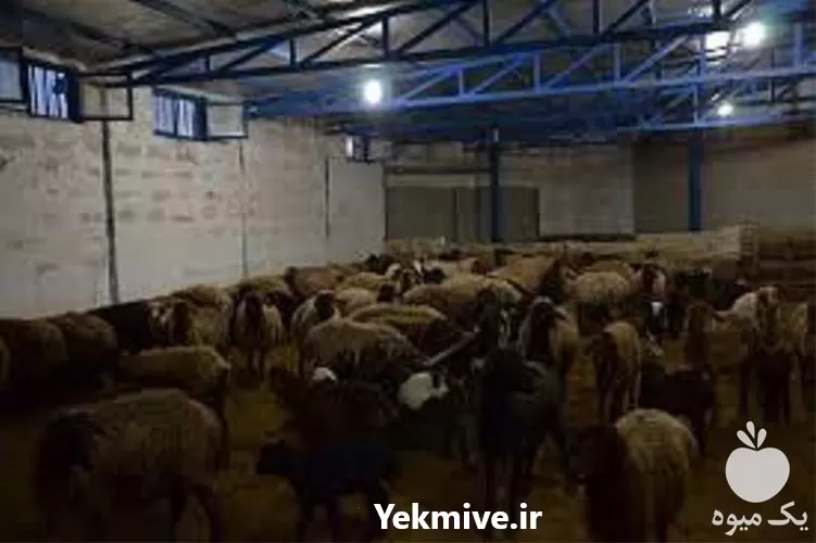 دوره های آموزشی پرورش گوسفند در تهران در گروه دوره آموزش کشاورزی در یکمیوه -عکس1