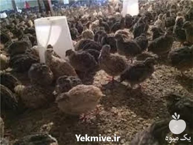 پرورش بلدرچین به صورت حضوری آنلاین در تهران در گروه دوره آموزش کشاورزی در یکمیوه -عکس1