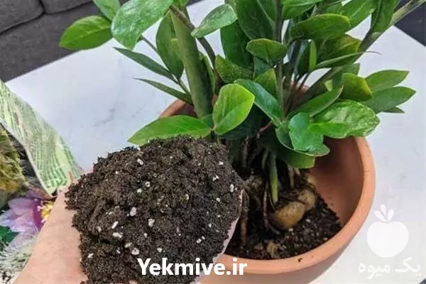 قیمت خرید خاک برگ فراوری شده در گروه انواع محصولات خاک و تغذیه در یکمیوه -عکس1