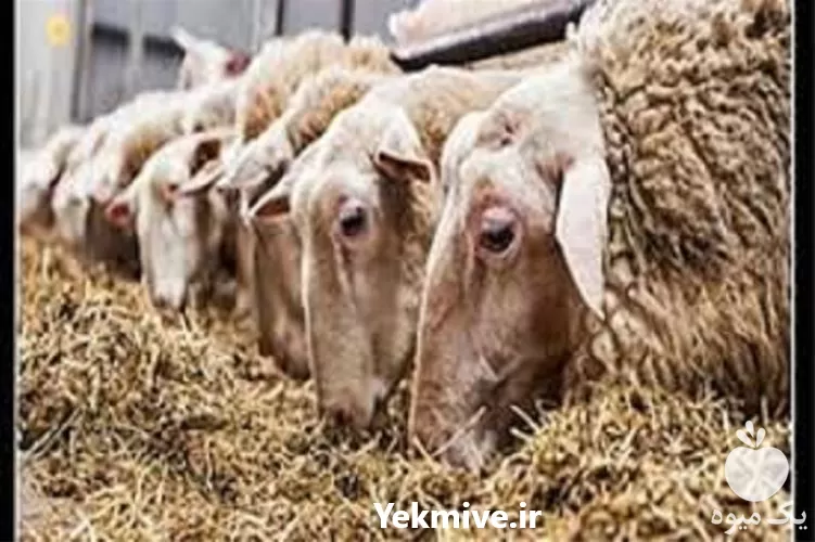 آموزش جیره نویسی دام سنگین همراه در تهران در گروه دوره آموزش کشاورزی در یکمیوه -عکس1