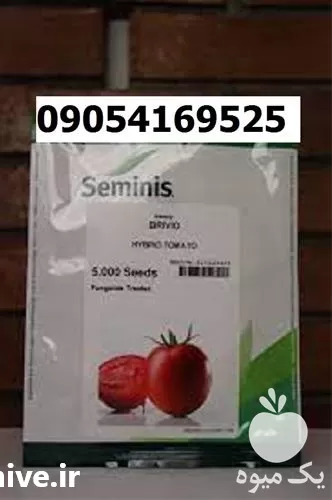 بذر گوجه فرنگی بریویو پرفروش اصل در کرمان  در گروه خرید و فروش گوجه فرنگی در یکمیوه -عکس1
