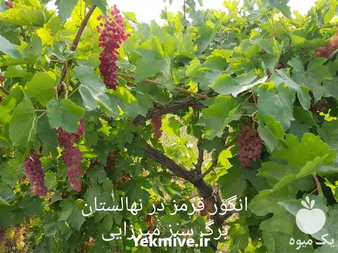 قیمت خرید نهال انگور سبز در آذربایجان غربی در گروه خرید و فروش نهال انگور در یکمیوه -عکس1