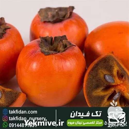 خرید و قیمت نهال خرمالو شکلاتی در گروه خرید و فروش نهال خرمالو در یکمیوه -عکس1