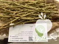 پیوندک پسته در اصفهان در گروه خرید و فروش نهال پسته در یکمیوه -عکس1