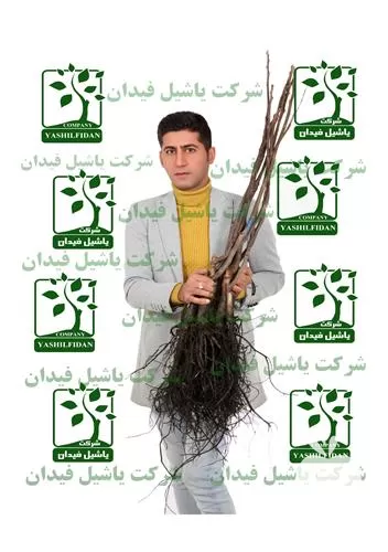فروش نهالستان تک فیدان در آذربایجان غربی در گروه خرید و فروش نهالستان در یکمیوه -عکس1