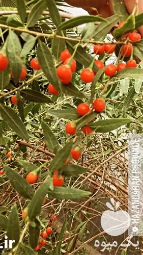 خرید نهال گوجی بری با کیفیت در آذربایجان شرقی در گروه خرید و فروش نهال در یکمیوه -عکس1