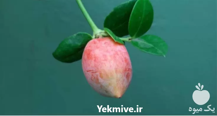 فروش نهال آلو سیاه در گروه خرید و فروش نهال در یکمیوه -عکس1