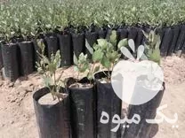 فروش نهالستان پسته در مشهد در گروه خرید و فروش نهالستان در یکمیوه -عکس1