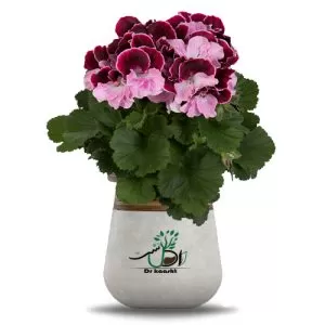 فروش گل شمعدانی اژدر در گروه خرید و فروش گیاهان زینتی در یکمیوه -عکس1