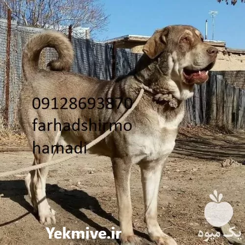 سگ های نگهبان درشت توله سگ در چهارباغ در گروه سگ و گربه در یکمیوه -عکس1