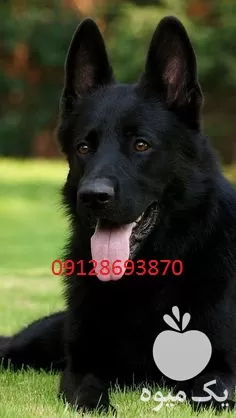 خرید سگ ژرمن بلک توله سگ در تهران در گروه سگ و گربه در یکمیوه -عکس1