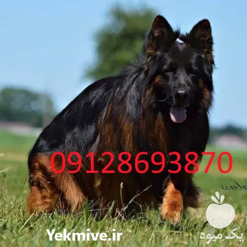 ژرمن شولاین شپرد فروش توله ژرمن در گروه سگ و گربه در یکمیوه -عکس1
