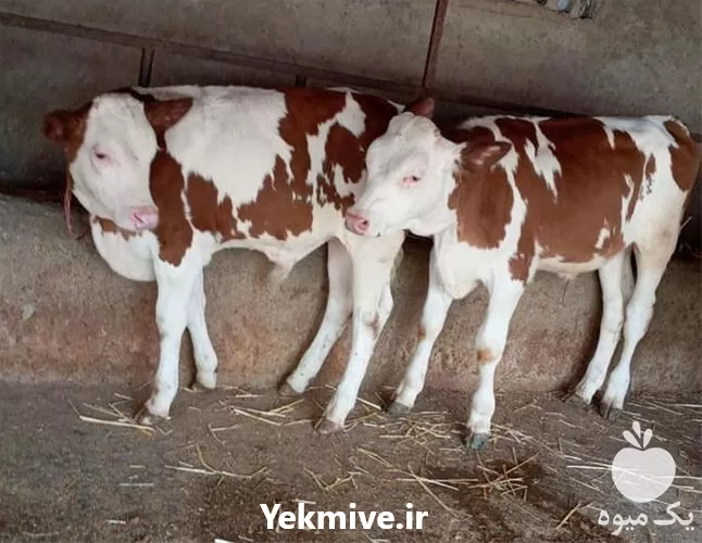 قیمت خرید انواع گوساله سمینتال اصیل در تهران در گروه گاو و گوسفند و میش و بز کهره گوساله در یکمیوه -عکس1