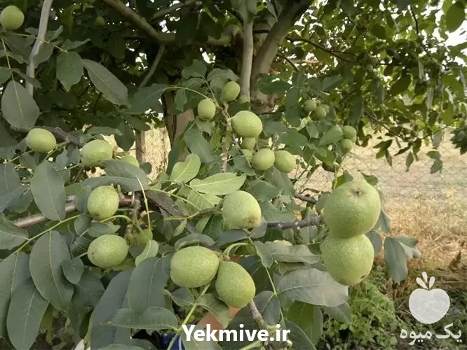 ارائه انواع ارقام نهال گردو نهال در اصفهان در گروه خرید و فروش نهال گردو در یکمیوه -عکس1