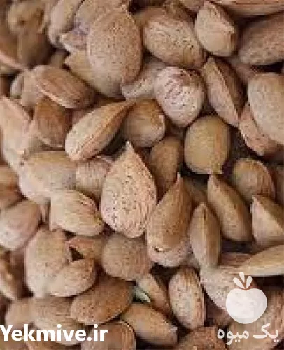 خرید تولید عرضه نهال بادام دیرگل در تهران در گروه خرید و فروش نهال بادام در یکمیوه -عکس1