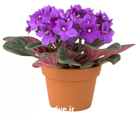 آموزشی پرورش گیاه آپارتمانی صفر تا در تهران در گروه دوره آموزش کشاورزی در یکمیوه -عکس1