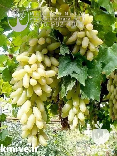 فروش نهال انگور و راداتی استوایی زرد در خراسان رضوی در گروه خرید و فروش نهال انگور در یکمیوه -عکس1