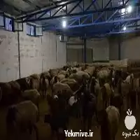 دوره های آموزشی پرورش گوسفند در تهران در گروه دوره آموزش کشاورزی در یکمیوه