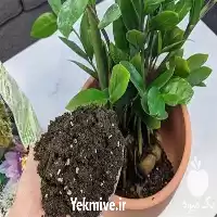 قیمت خرید خاک برگ فراوری شده در گروه انواع محصولات خاک و تغذیه در یکمیوه