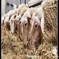 آموزش جیره نویسی دام سنگین همراه در تهران در گروه دوره آموزش کشاورزی در یکمیوه