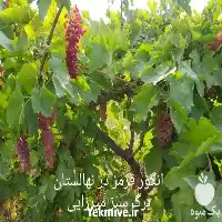 قیمت خرید نهال انگور سبز در آذربایجان غربی در گروه خرید و فروش نهال انگور در یکمیوه