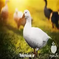 دوره آموزش پرورش غاز کامل جامع در تهران در گروه دوره آموزش کشاورزی در یکمیوه