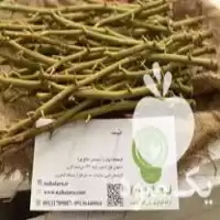 پیوندک پسته در اصفهان در گروه خرید و فروش نهال پسته در یکمیوه