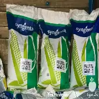 خرید بذر ذرت شیرین اکسن چوییت در فارس در گروه خرید و فروش بذر ذرت در یکمیوه
