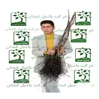 فروش نهالستان تک فیدان در آذربایجان غربی در گروه خرید و فروش نهالستان در یکمیوه