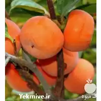 فروش نهال خرمالو سیبی در گروه خرید و فروش نهال خرمالو در یکمیوه