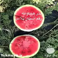 قیمت خرید استار پلاس بذر هندوانه در تهران در گروه خرید و فروش بذر هندوانه در یکمیوه