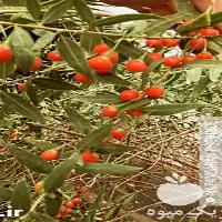 خرید نهال گوجی بری با کیفیت در آذربایجان شرقی در گروه خرید و فروش نهال در یکمیوه