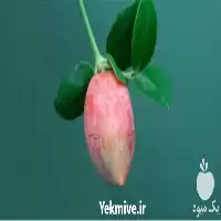 فروش نهال آلو سیاه در گروه خرید و فروش نهال در یکمیوه