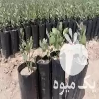 فروش نهالستان پسته در مشهد در گروه خرید و فروش نهالستان در یکمیوه