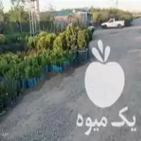 فروش نهالستان دشت سبز سالوسی در گروه خرید و فروش نهالستان در یکمیوه