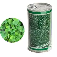 قیمت خرید قیمت بذر چمن دایکوندرا در تهران در گروه خرید و فروش بذر چمن در یکمیوه