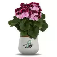 فروش گل شمعدانی اژدر در گروه خرید و فروش گیاهان زینتی در یکمیوه