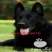 خرید سگ ژرمن بلک توله سگ در تهران در گروه سگ و گربه در یکمیوه