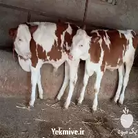 قیمت خرید انواع گوساله سمینتال اصیل در تهران در گروه گاو و گوسفند و میش و بز کهره گوساله در یکمیوه