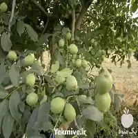 ارائه انواع ارقام نهال گردو نهال در اصفهان در گروه خرید و فروش نهال گردو در یکمیوه